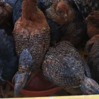 ۴۵ روزه ۴۵ روزه