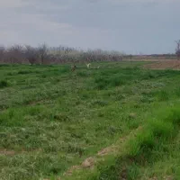 زمین-فروشی-550-متر