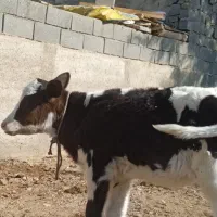 گوساله2ماهه ماده هلشتاین