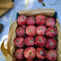 سردخانه است|خوردنی و آشامیدنی|قزوین, |دیوار