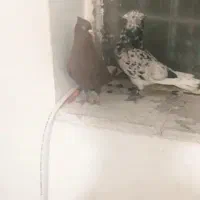 کبوتر جفتگاه عتیقه به ضمانت ...موقعیت سبزوار قابل