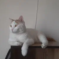 گربه ترکیش وان