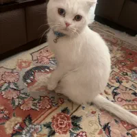 فروش گربه اسکاتیش نر