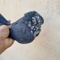 کفتر گرفتنی|پرنده|تهران, جیحون|دیوار