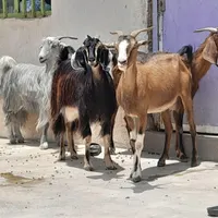 ۴عدد بز بی کره و۱عدد تیشتر بز با کره ماده|حیوانات مزرعه|برازجان, |دیوار