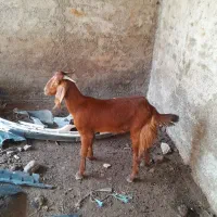 بز جوان عالی|حیوانات مزرعه|بندر ترکمن, |دیوار