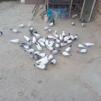 کبوتر .