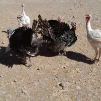 بوقلمون پرواری سالم