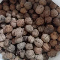 فروش گردو آستانه وتویه دروار