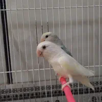 فروش یک جفت طوطی کوتوله ماده