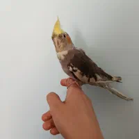 عروس هلندی نر|پرنده|شیراز, مسکن مهر شیراز|دیوار