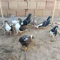 کبوتر . مغلف