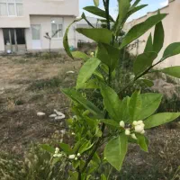 فروش-گلخانه-2-هکتاری-در-مغان