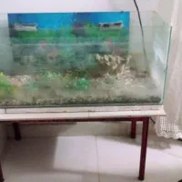 اکواریوم ماهی