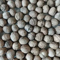 گردو تازه امسالی از طرقبه