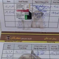 توله سگ نژاد گلدن رتریور چهار و نیم ماهه تربیت شده