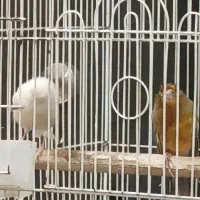 ۴عدد قناری نر درحال امادهشدن صومعه‌سرا هستم