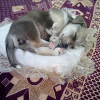 یک عدد سگ پا کوتاه