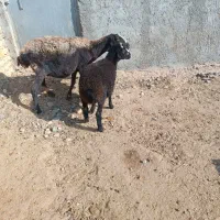 گوسفند بره دار|حیوانات مزرعه|بشاریات, |دیوار