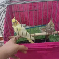 فوری طوطی عروس هلندی باقفس ۱۰۳۳