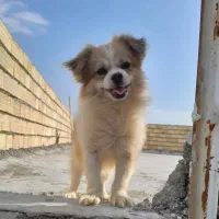 سگ باهوش و مودب