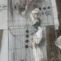 کبوتر|پرنده|جهرم, |دیوار