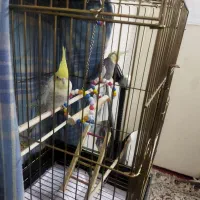 جفت مولد سخنگو عروس هلندی|پرنده|تهران, دولاب|دیوار