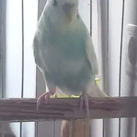 مرغ عشق|پرنده|مشهد, شهید احمدی روشن|دیوار