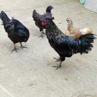 تعدادی مرغ و خروس آیام سمانی