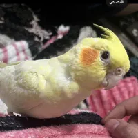 عروس هلندیم گمشده|حیوانات|دزفول, |دیوار