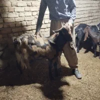 بزنر پاکستانی دوقلوزا پلنکی|حیوانات مزرعه|کرمانشاه, |دیوار