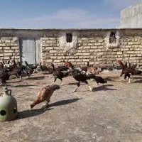 لاری مرغ و خروس و فریک و تخم لاری|حیوانات مزرعه|تاکستان, |دیوار