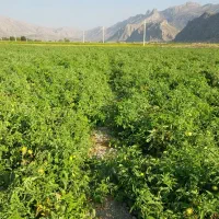 زمین جهت کشت گوجه و برنج|اجارهٔ دفتر صنعتی، کشاورزی، تجاری|درودزن, |دیوار