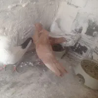 نر ماده زرد