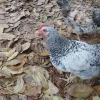 خروس|حیوانات مزرعه|تنکمان, |دیوار