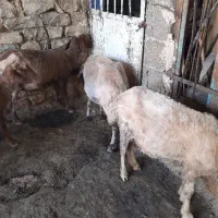 گوسفند ماده