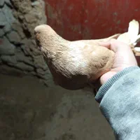 درتفی|حیوانات|مریوان, |دیوار