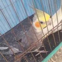 سالم سلامت هیچ چیزشون نیست
