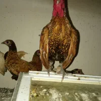 خروس مینیاتوری با لغ 3ساله. 1/500