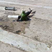 8عدد کبوتر