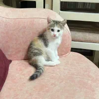 واگذاری فوری رایگان گربه|گربه|رشت, جهاد|دیوار