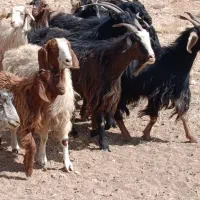 بز داشتی|حیوانات مزرعه|سده (فارس), |دیوار