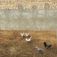 خروس سبرایت