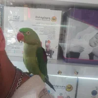 جوجه شاه طوطی چشم سیاه حلقه پا پرورشی|پرنده|ری, علایین|دیوار