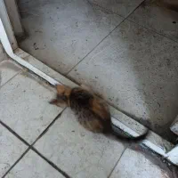 گربه واگذاری مجانی|گربه|رشت, گلزاران|دیوار