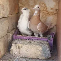 موشی کاکلی|پرنده|سمنان, |دیوار