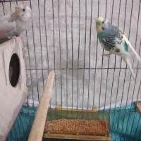 یک جفت مرغ عشق|پرنده|مشهد, کوی پلیس|دیوار