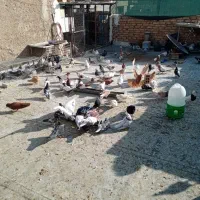 کبوتر رنگی|پرنده|اصفهان, باغ زرشک|دیوار