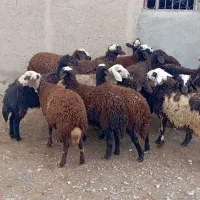 بره ماده شیشک|حیوانات مزرعه|بروجرد, |دیوار