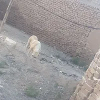 سگ ماده|سگ|نیشابور, ده حلاج|دیوار